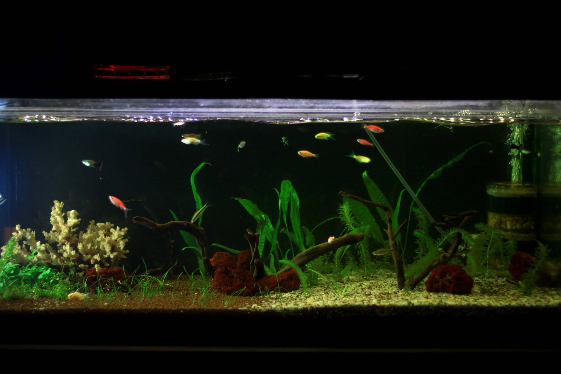 The aquarium in 2018, with plants, driftwood, and small fish
