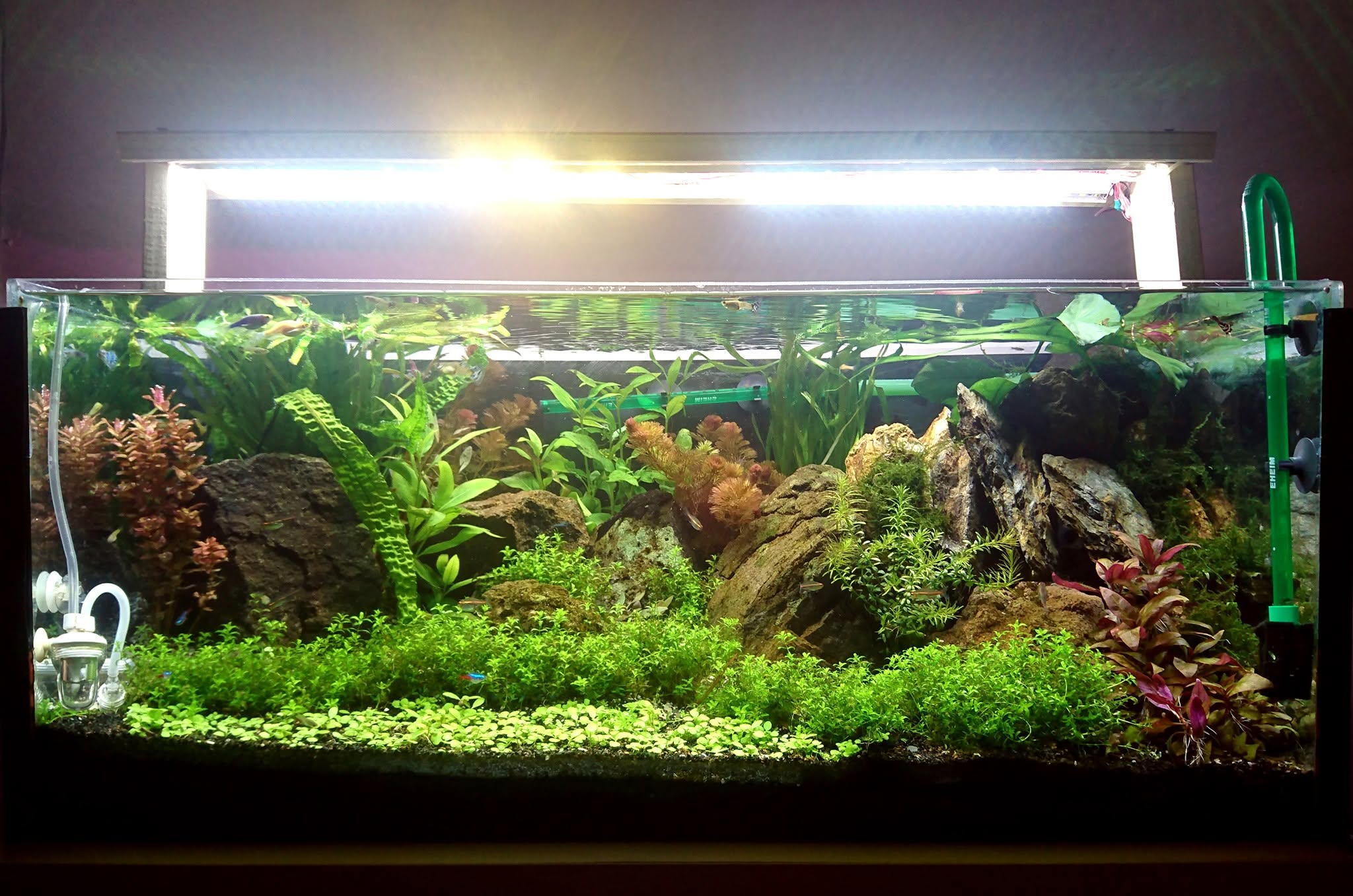 The aquarium in 2019, planted around rocks and driftwood