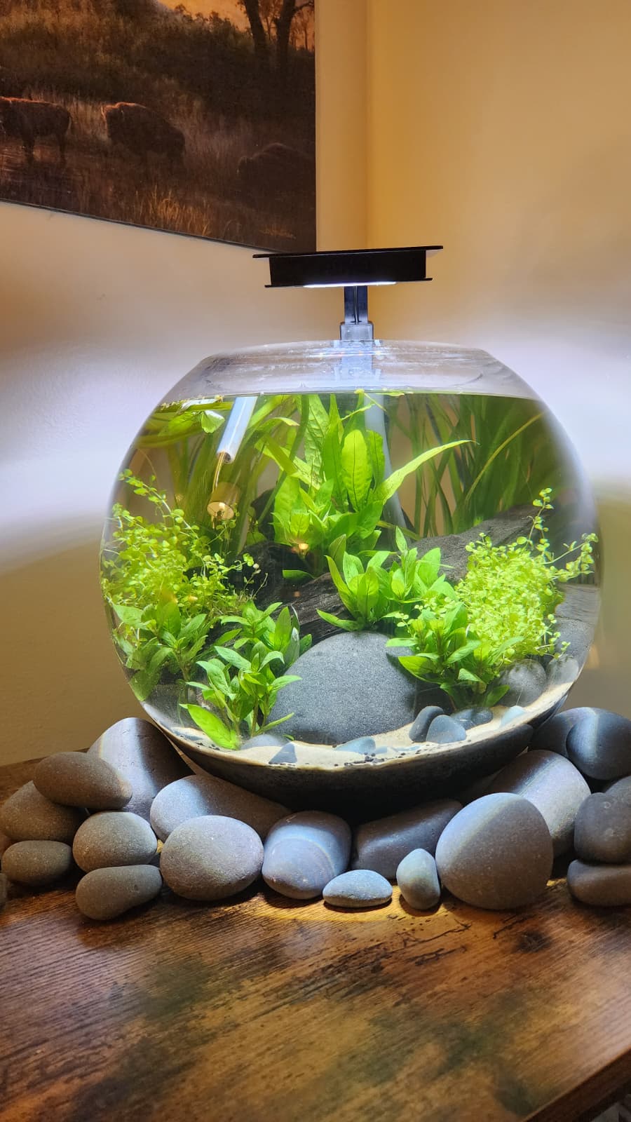 A round bowl with stones, driftwood, and green plants