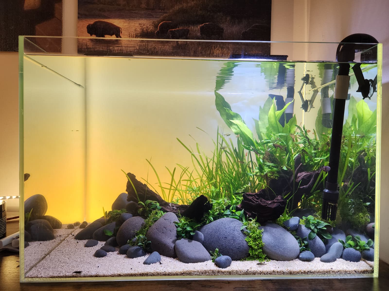 An early setup of the rimless tank, with open sand and a few plants