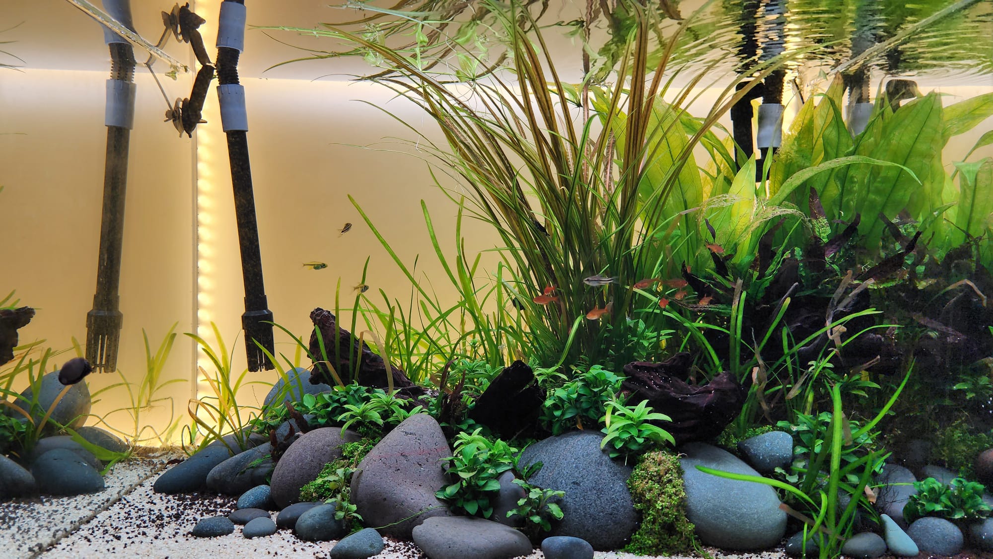 The rimless tank grown in, with tall grasses, grey stones, and small fish