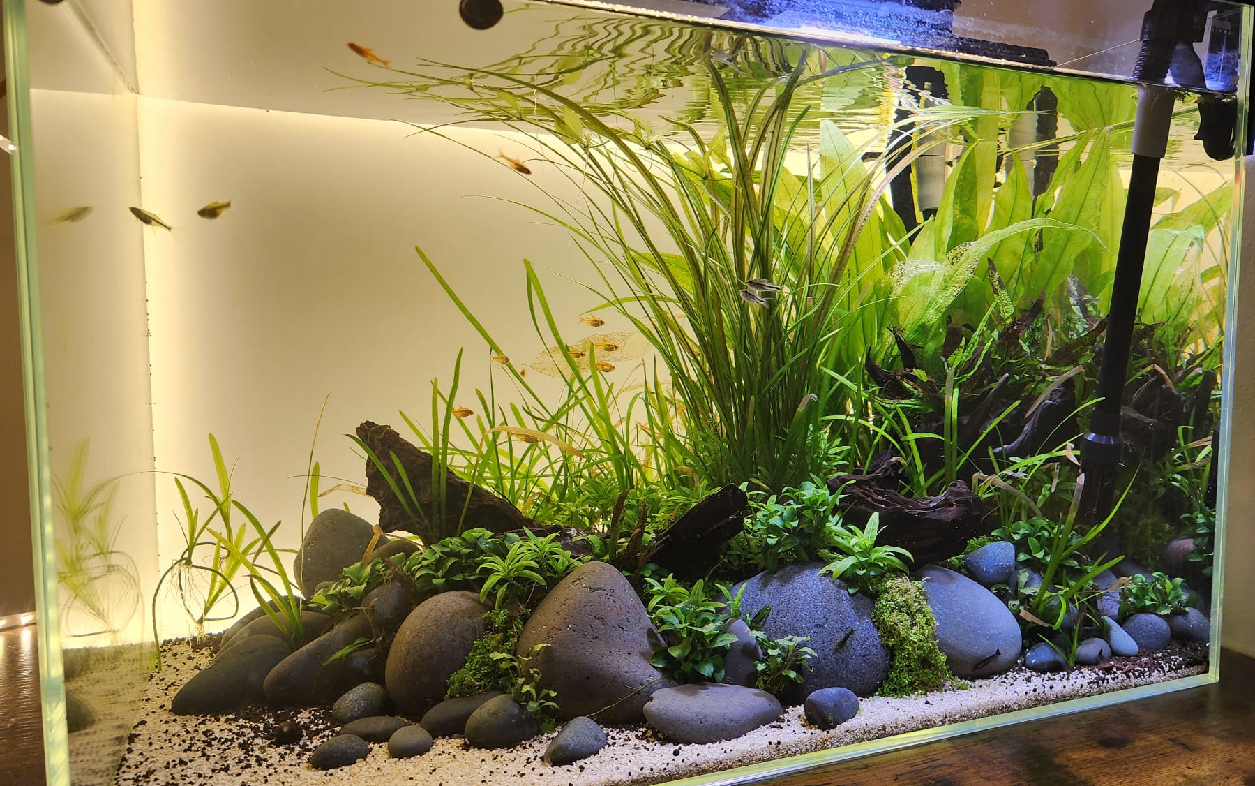 The rimless tank while the plants were still filling in