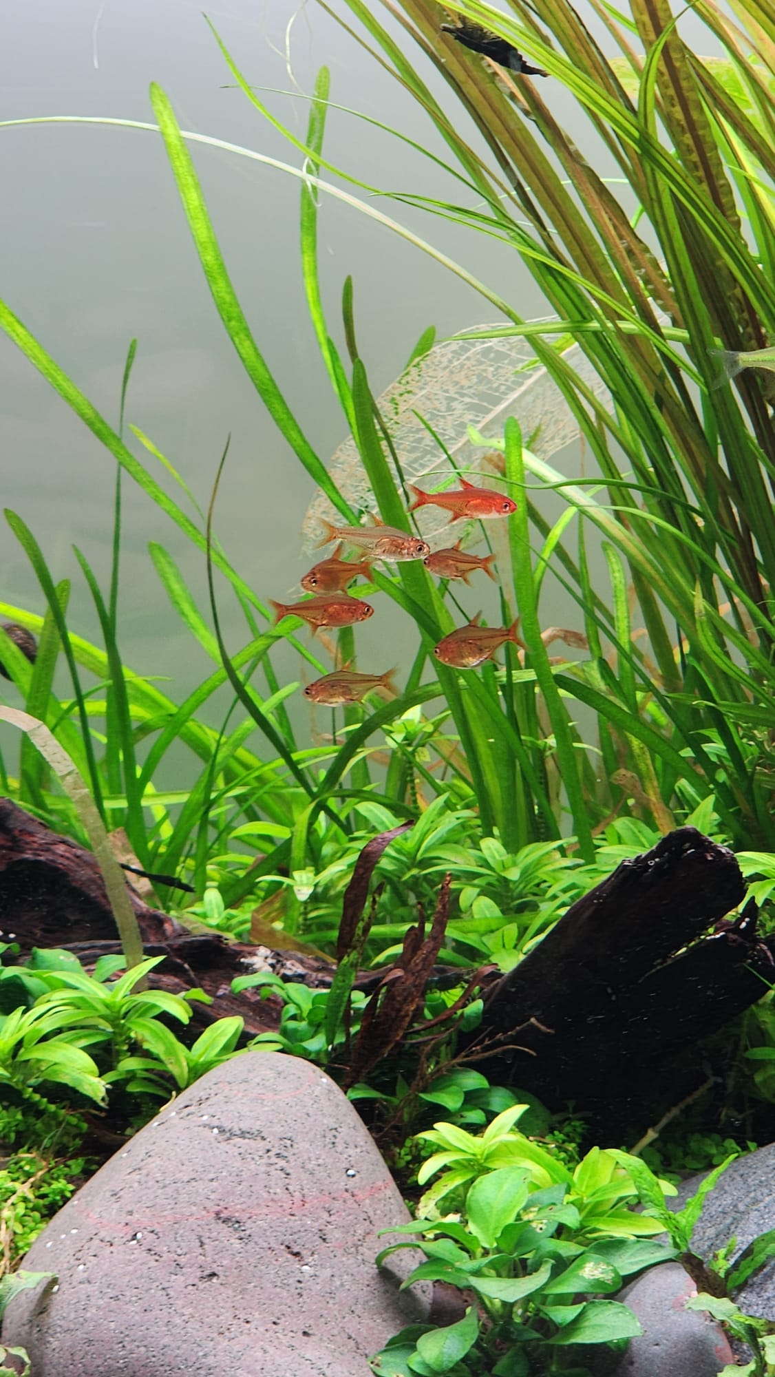 A school of small red tetras among tall leaves