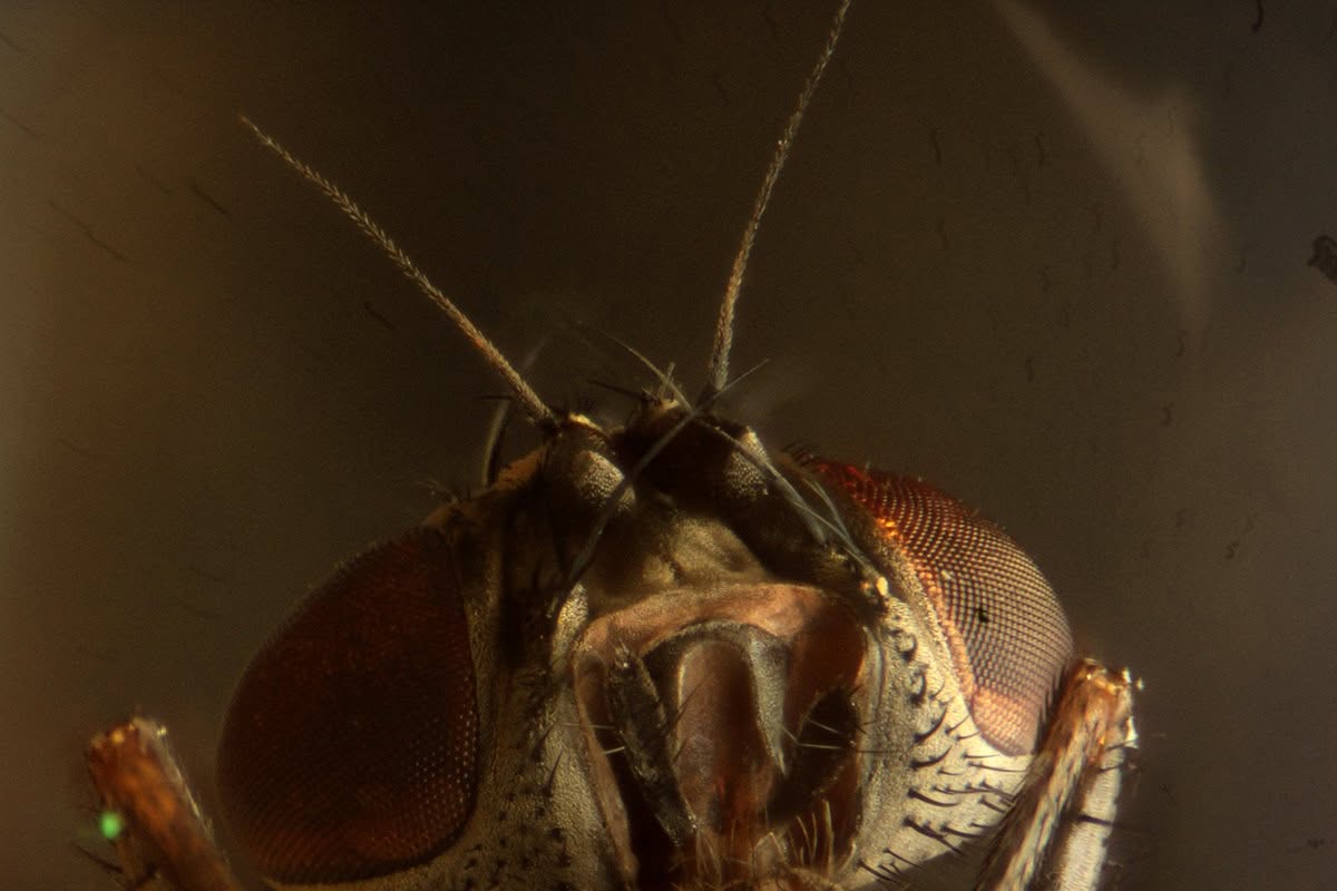The first macro test: a fly's head